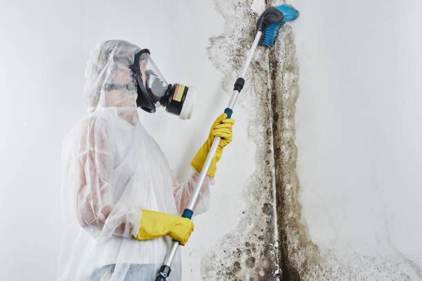 Best Commercial Mold Remediation in Newburgh, IN