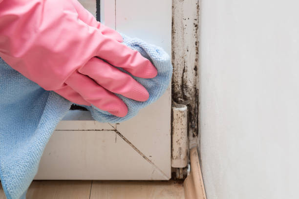 Best Black Mold Remediation in Newburgh, IN